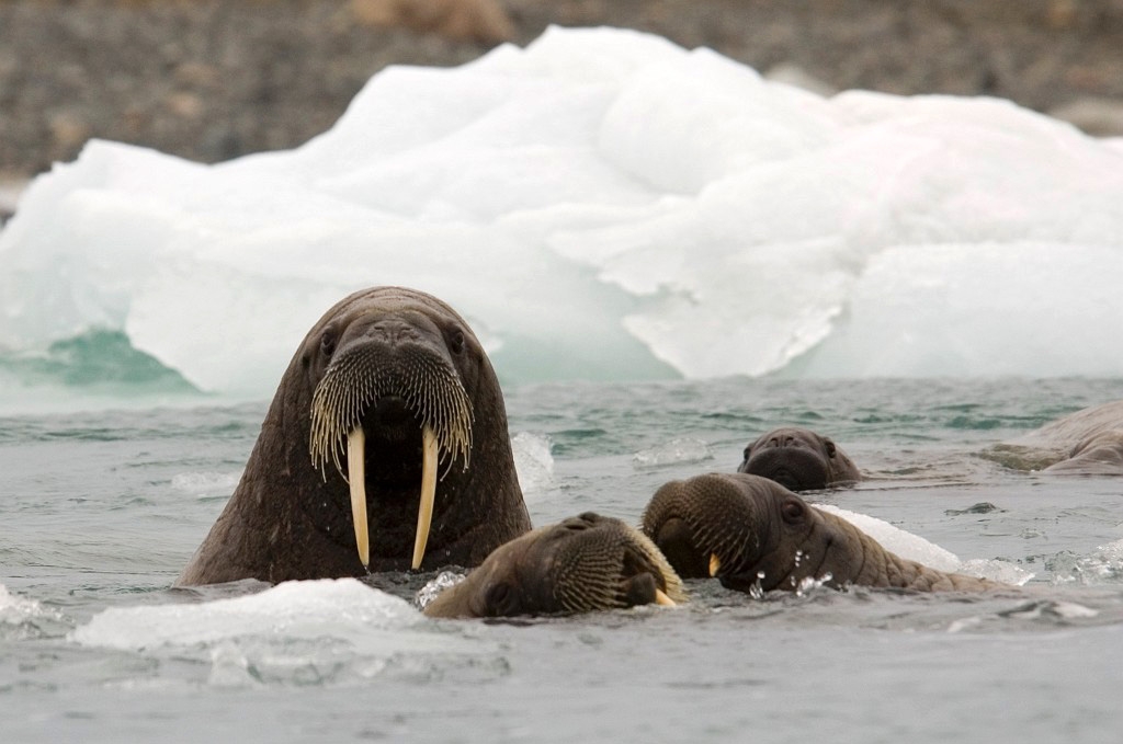 2707 hvalros02.jpg - Walrus (Odobenus rosmarus) Hvalros, Spitsbergen Norway July 2008